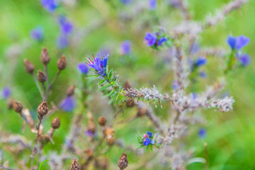 Autumn Echium Vulgaris