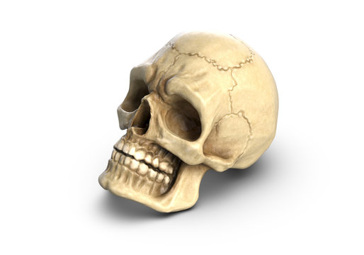 3D illustration of Human skull, isolated on white background