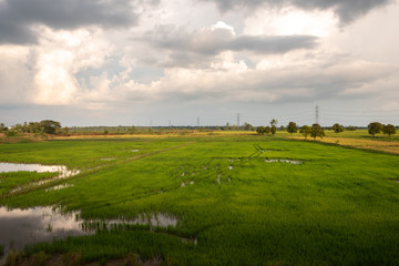 Fototapeta na wymiar High-voltage tower on green rice field