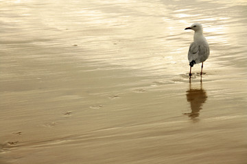 seagull
