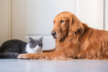 Golden Hound and British short-haired cat