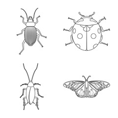 Vector design of insect and fly symbol. Set of insect and element stock vector illustration.