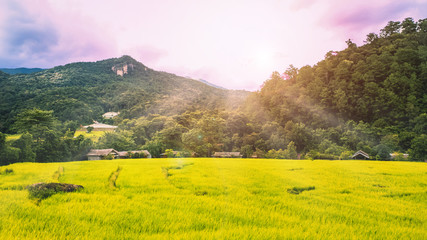Green rice field in the countryside, close range sunset and mountain nature background.