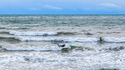 Surfer is trying to ride on the intense waves.