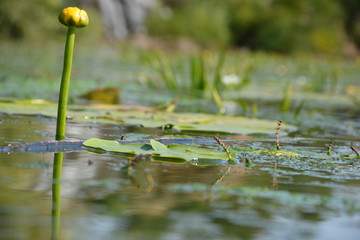 Yellow lilies in the river. Beautiful nature.