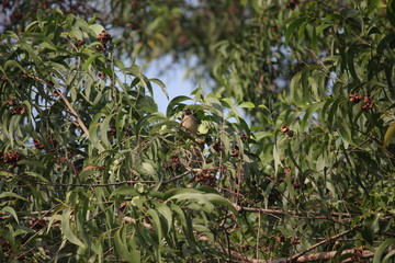 bird on branch