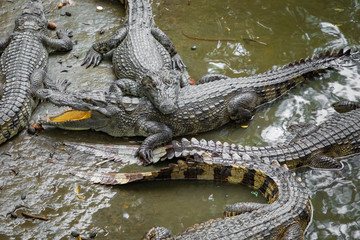 Portrait of many crocodiles at the farm in Vietnam, Asia.