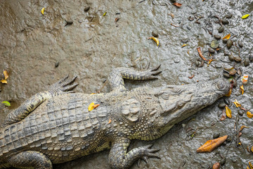 Portrait of many crocodiles at the farm in Vietnam, Asia.