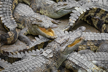 Portrait of many crocodiles at the farm in Vietnam, Asia.