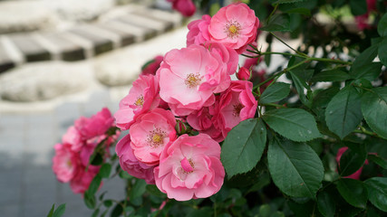 여름에 피는 야생 장미 