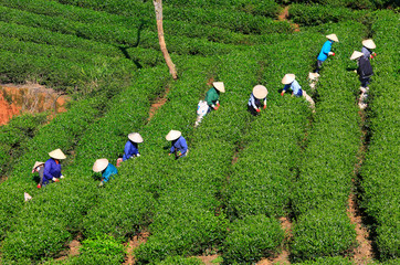 Dalat, Vietnam, November 20, 2018: A group of farmers picking tea on a summer afternoon in Cau Dat...
