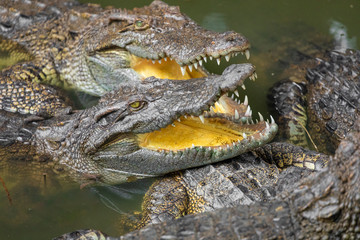 Portrait of many crocodiles at the farm in Vietnam, Asia.