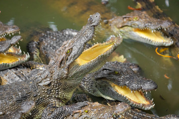 Portrait of many crocodiles at the farm in Vietnam, Asia.