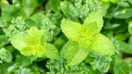 요리의 향신료 허브 