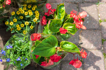 Fototapeta na wymiar Seedlings of flowers preparation for planting in pots, spring, terrace, work in the garden