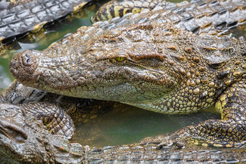 Portrait of many crocodiles at the farm in Vietnam, Asia.