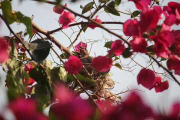 bird on branch