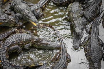 Portrait of many crocodiles at the farm in Vietnam, Asia.