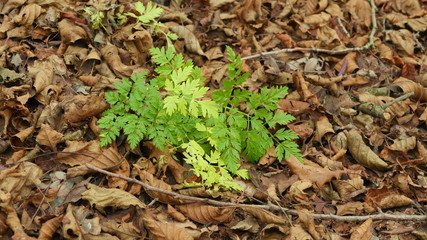 Green leaves autumn, among the fallen dry leaves