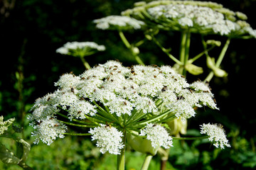 Hogweed or cow parsnip