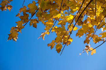 journey at japan autumn season, takayama