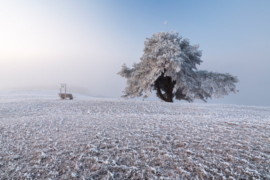 Raureifmorgen im Hegau am alten Postweg