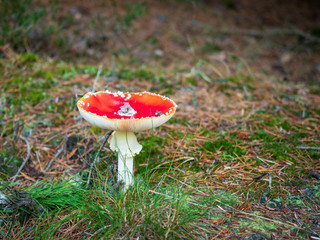 Roter Pilz im Herbst