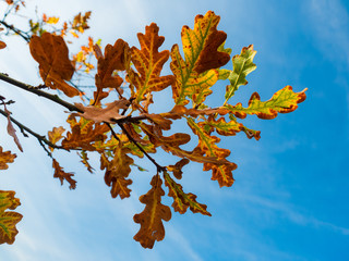 Herbstlaub vor blauem Himmel