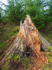 Baumstumpf