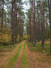 Herbst Kiefer Wald in Dänemark