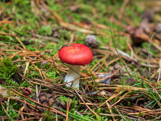 kleiner Pilz im Kiefernwald