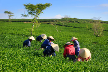 Dalat, Vietnam, November 20, 2018: A group of farmers picking tea on a summer afternoon in Cau Dat tea plantation, Da lat, Vietnam