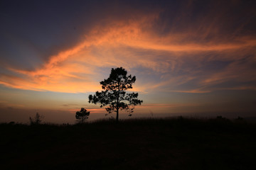 Alone tree sunset