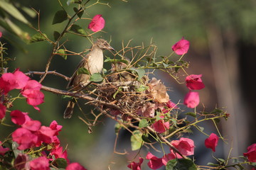 bird on branch