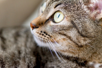 Portrait of a cute cat closeup at home