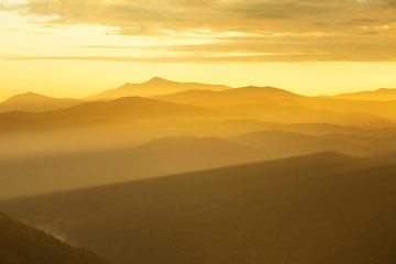 Fantastic foggy forest with pine tree in the sunlight. Sun beams through tree. Beauty world