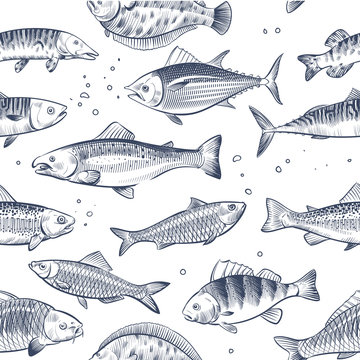 Sketch fishes seamless pattern. Etched ocean fish wrapper vector vintage background. Fish sea and ocean, seafood seamless marine illustration