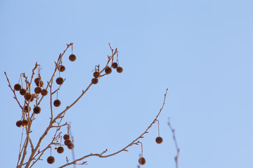 Platanus Occidentalis in winter