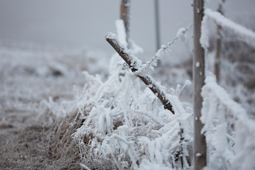 Raureifmorgen im Hegau am alten Postweg