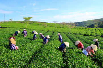 Dalat, Vietnam, November 20, 2018: A group of farmers picking tea on a summer afternoon in Cau Dat tea plantation, Da lat, Vietnam