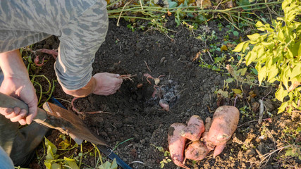 Obraz premium Farmer digging up with a showel and harvesting sweet potatoes at field