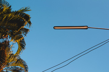 palm tree and electric cable under the sky 