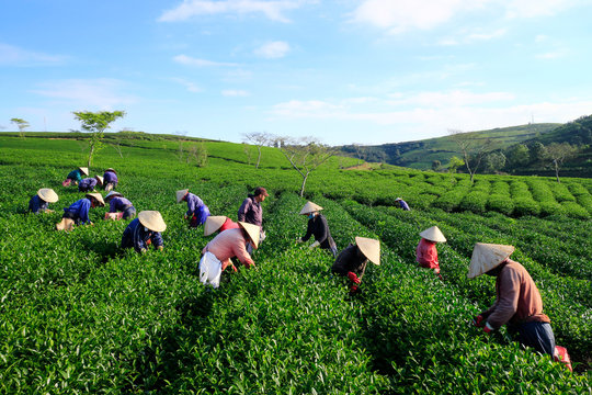 Dalat, Vietnam, November 20, 2018: A group of farmers picking tea on a summer afternoon in Cau Dat tea plantation, Da lat, Vietnam