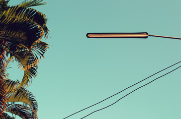 palm tree and electric cable under the sky 