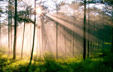 Fantastic foggy forest with pine tree in the sunlight. Sun beams through tree. Beauty world