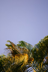 palm tree with clear sky 