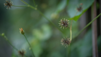 Hay is a thousand seeds and beautiful on the ground.