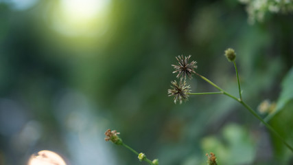Grasses are dry as a thousand seeds and beautiful.