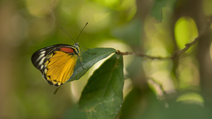 Yellow butterflies stuck on the leaves, the background blurred.