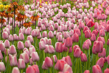 multicolor beautiful tulips on the lawn in the spring park